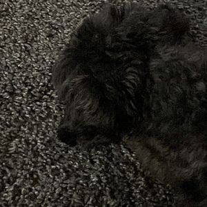 Meet your Posher, Liam